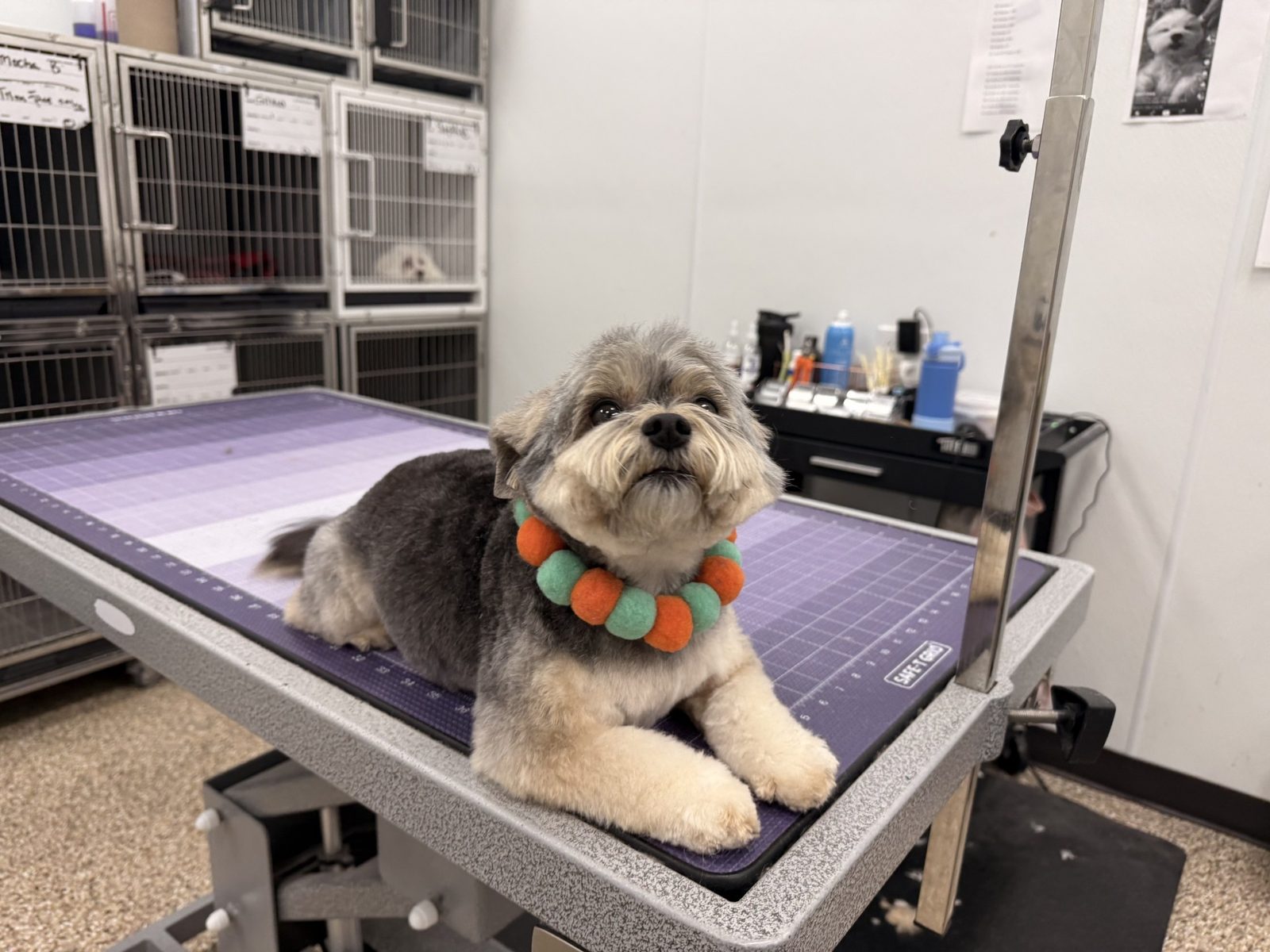 Yorkie_Grooming_Pearland