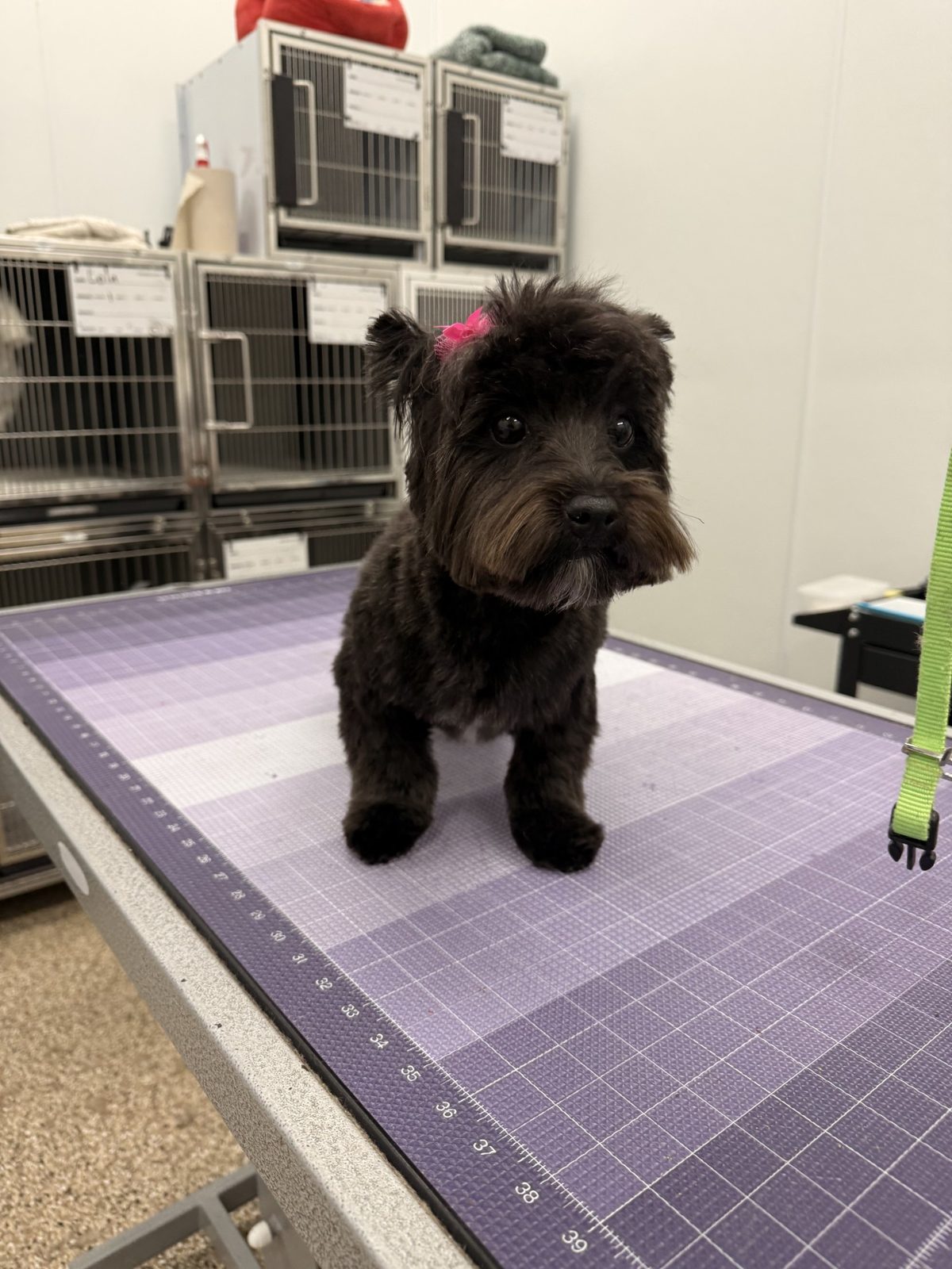 Yorkie_Mix_Grooming_Pearland