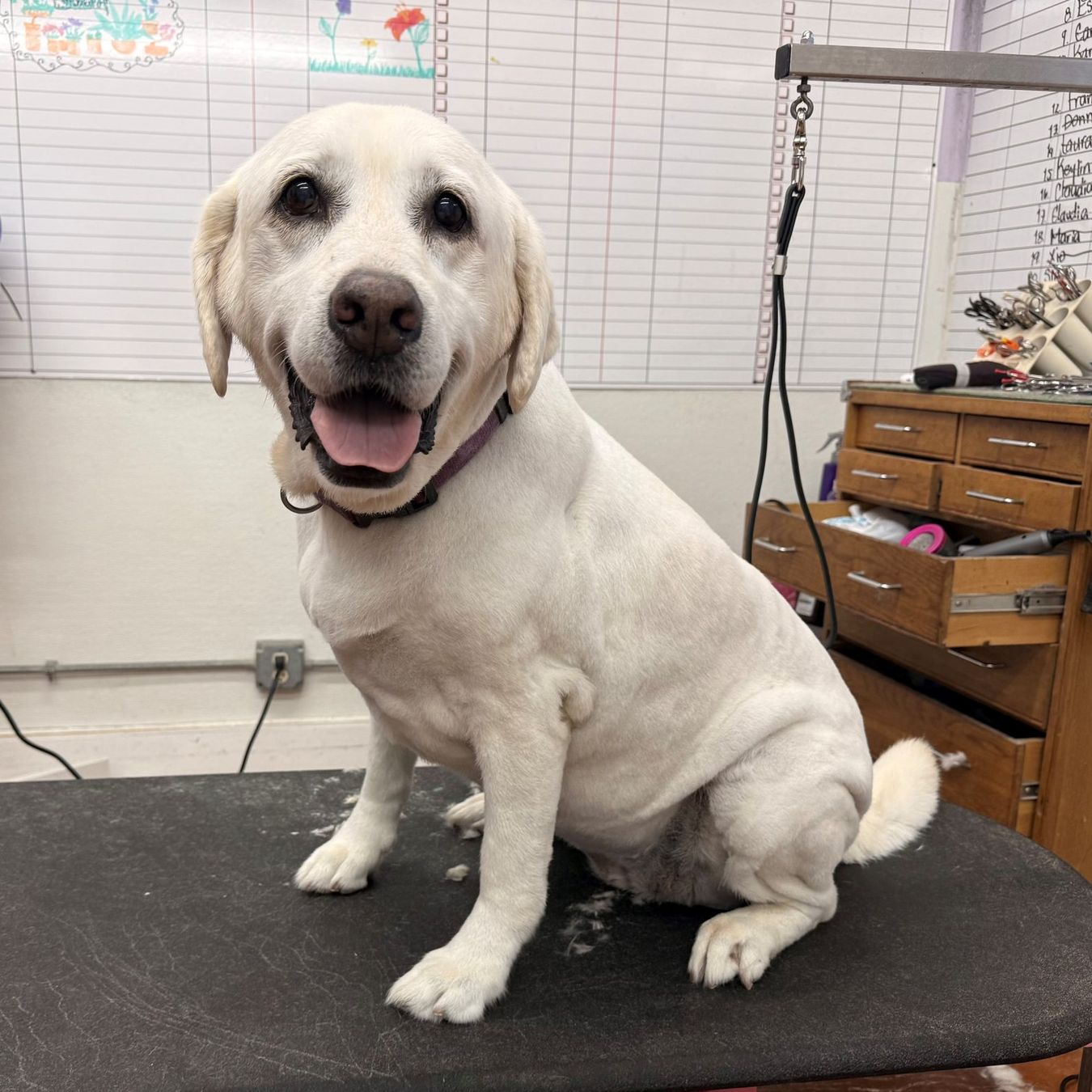 pet grooming