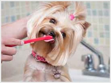 dog grooming in houston