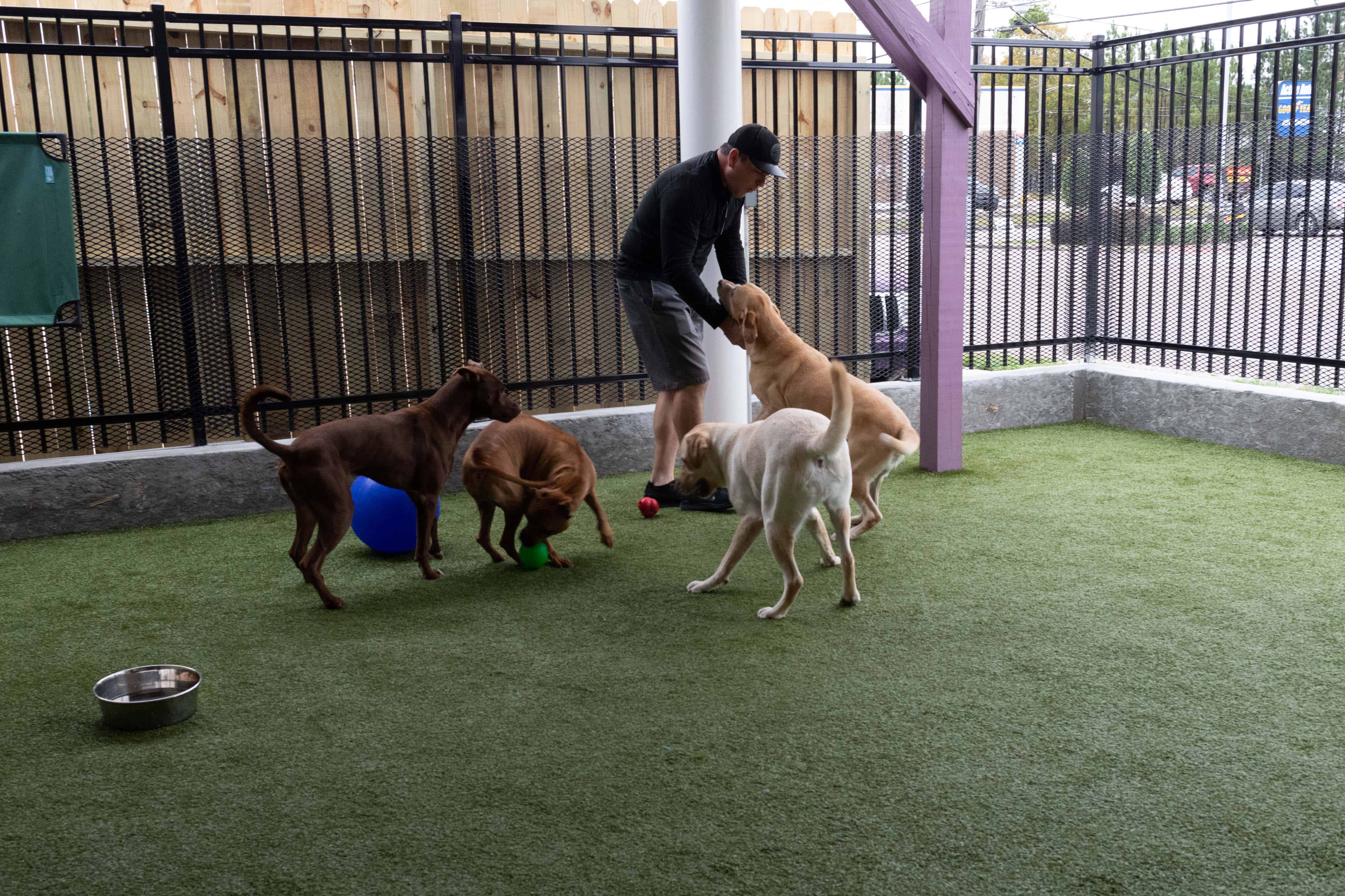 Training giving obedience training for dogs