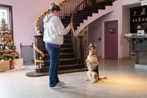 a trainer giving commands to a dog