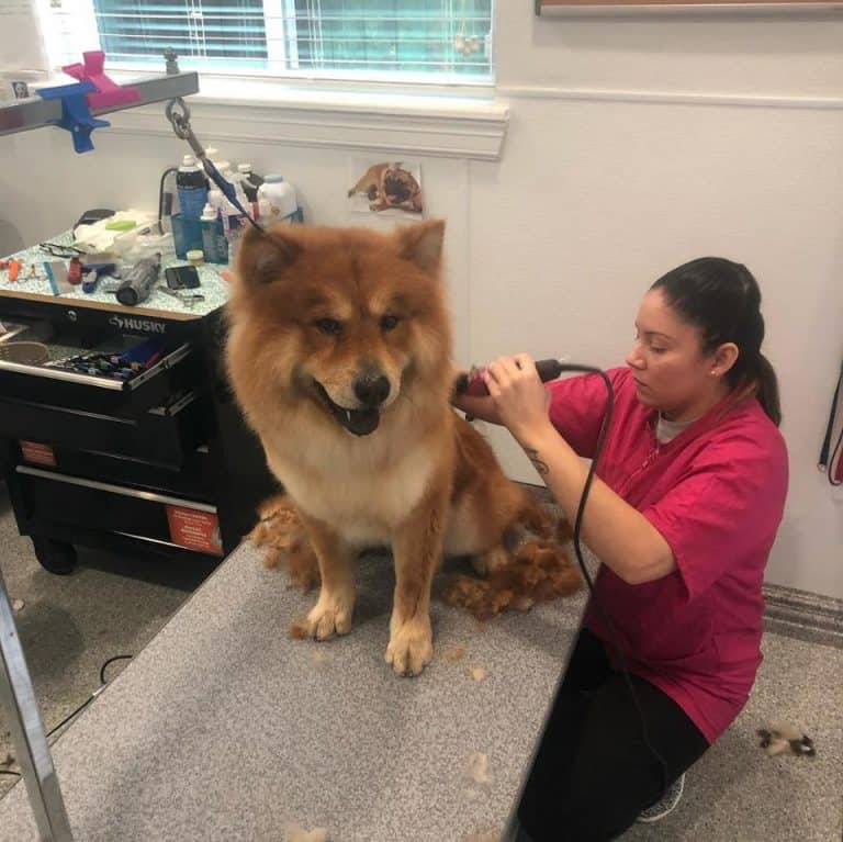 Pet grooming Houston experts working on a dog