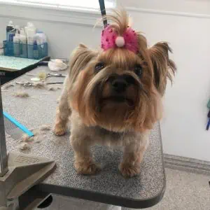 A cute pup on a grooming table