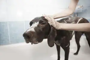 Dog Grooming in Houston