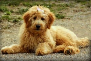 how often do you bathe a goldendoodle puppy