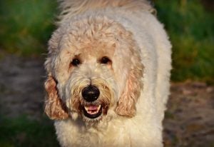 Labradoodle Dog Grooming 