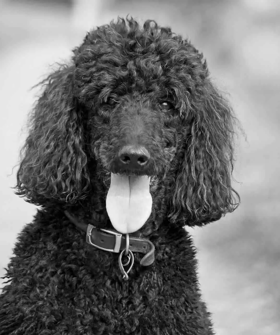 Poodle Care and Dog Grooming Houston
