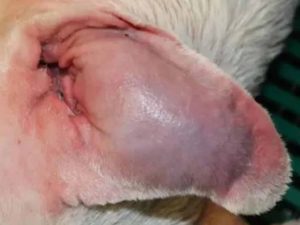 Dog house pet salon ear Hematoma