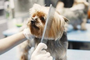 Top Rated Dog Boarding Service Expert Pet Care Solutions