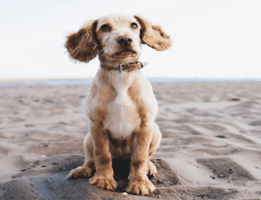 Dog Kennel Cough: Meaning, Causes, Symptoms, Prevention and Treatment Options