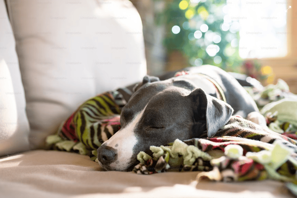 Treatment Options for Dog Kennel Cough
