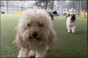 Boarding and Training for Dogs in Houston