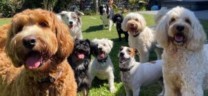 benefits of dog socialization