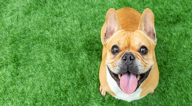 How Often Should You Groom a Short-Haired Dog