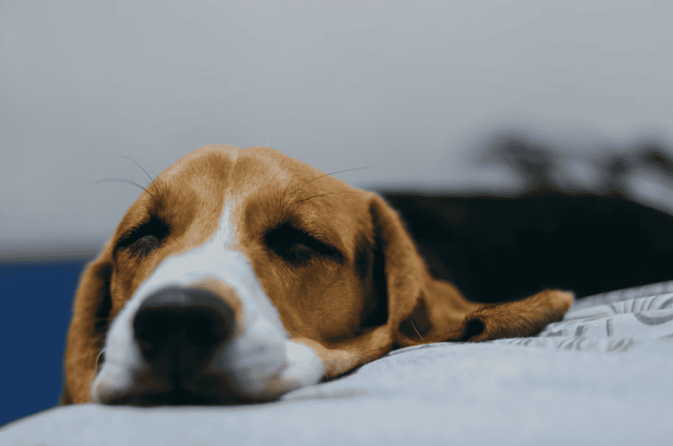 Dog Kennel Cough: Meaning, Causes, Symptoms, Prevention and Treatment Options