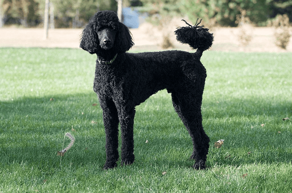 poodle dog hair grooming