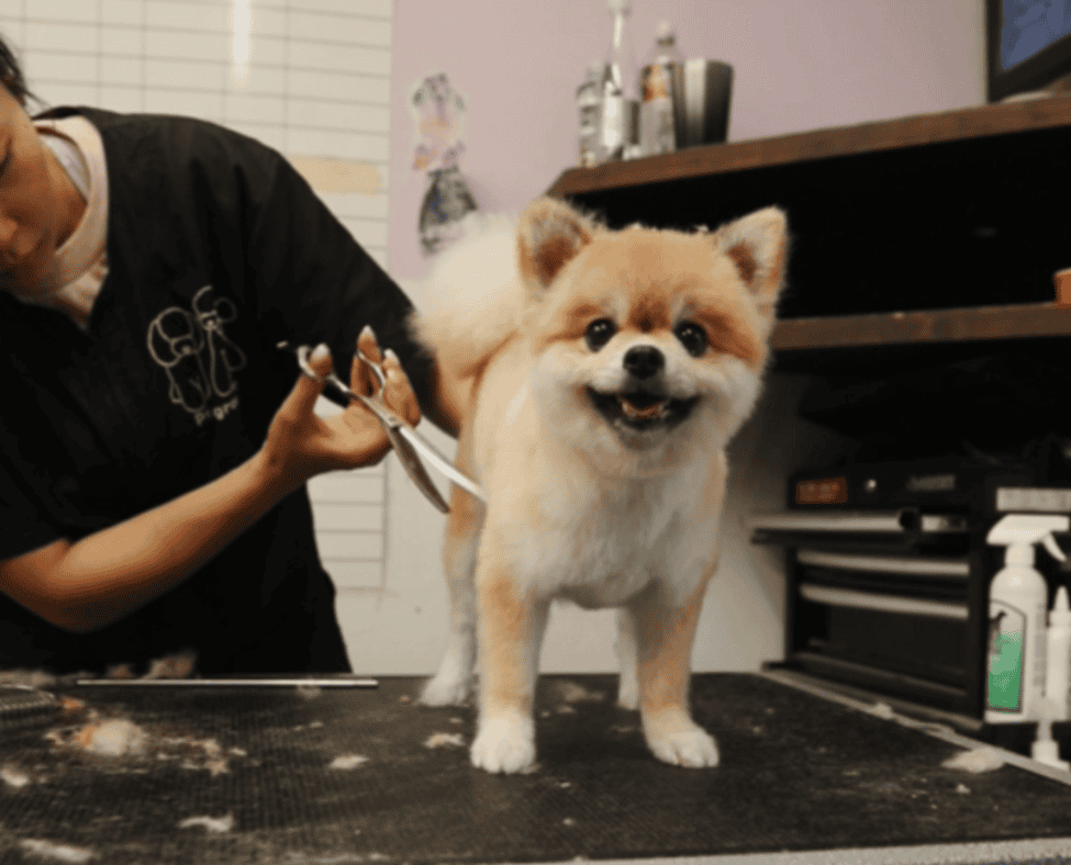 Our Premium Dog Grooming Program in Houston