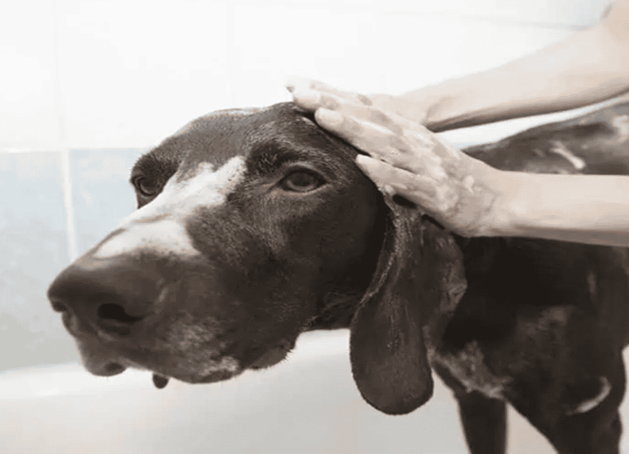 In Houston, the best spa for dogs offers a range of luxurious services designed to keep your furry friend healthy, happy, and looking their best. This blog post will explore the top services and benefits provided by Houston's premier spa for dogs, ensuring your pet receives the ultimate care.