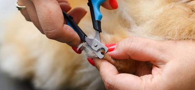 The Health Benefits of Regular Nail Maintenance dog nail care