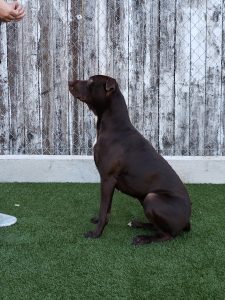 A dog in a sitting position in a lawn