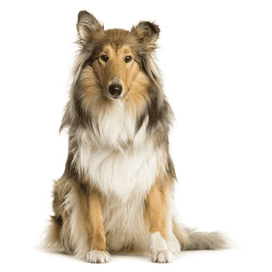What Influences the Cost of Dog Grooming in Houston?