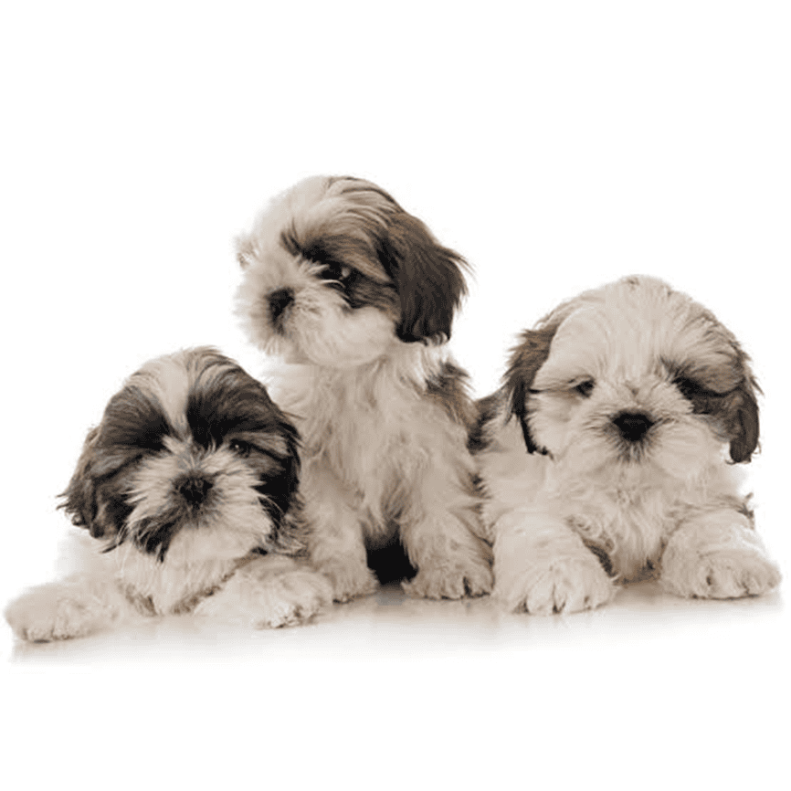 Dog Haircut Service in Houston: What You Need to Know