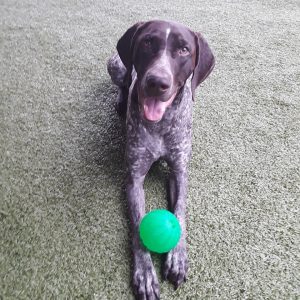 A dog sitting with a ball