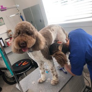 A groomer cleaning a dog in sa salon