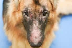 A guide to lupus in dogs