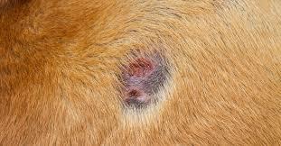 Bacterial Skin Infections in Dogs, dog skin conditions