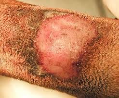 Lick Granuloma in Dogs: Causes ...