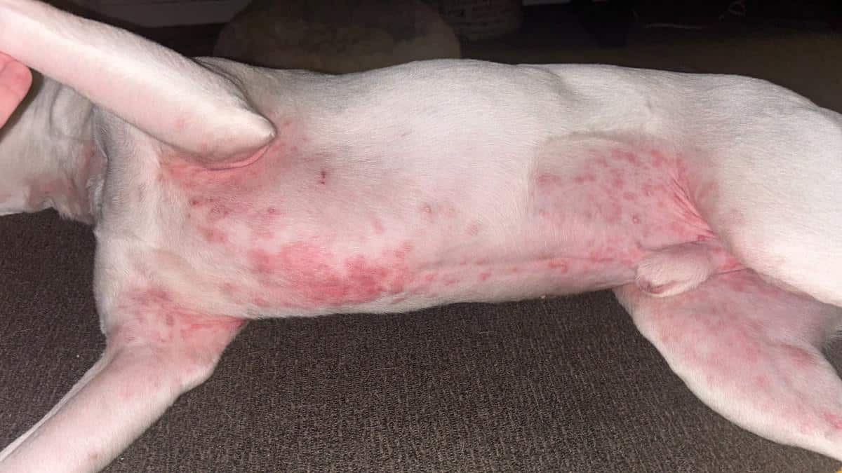 How Can I Treat My Dog's Contact Skin Allergies? - Dog skin conditions