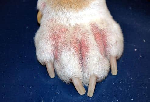 Canine Atopic Dermatitis in Dogs – What is it and How do you treat it?