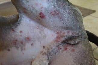 Candida Albicans in Dogs the Mystery Behind Many Dog Health Problems, 5. Vaginal Yeast Infections in Dogs