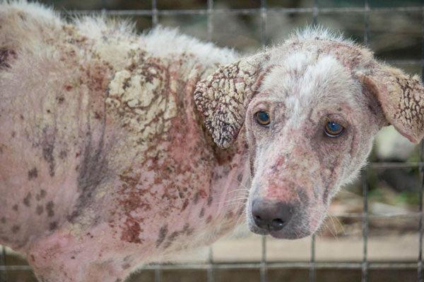 Your Dog Mite Have Mange: Photos, Symptoms + Treatments dog skin conditions