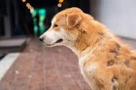 Dog Skin Conditions: Alopecia in Dogs: Hair Loss In Dogs