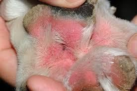 Pyoderma in the Dog | dog skin conditions