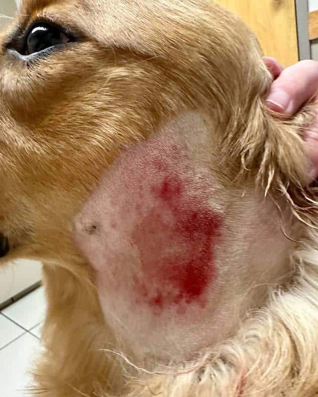Dog Hotspots: What They Look Like + What to Do
