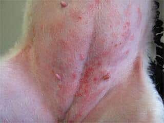 Canine atopic dermatitis (canine atopy) – dog skin conditions