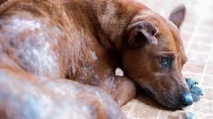 Causes of Dandruff in Dogs and Treating dog skin conditions