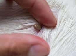 Ticks on dogs: how to identify and remove ticks | dog skin conditions