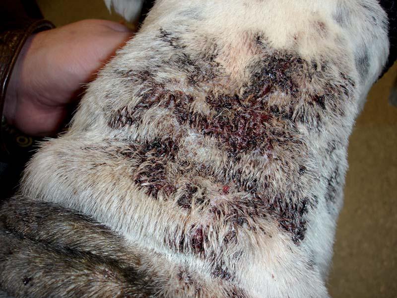 Common bacterial skin infections in dogs: recognition and treatment | dog skin conditions