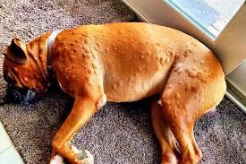 dog skin conditions Hives (Urticaria) in Dogs