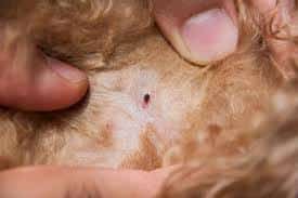 parasite in dogs - dog skin conditions