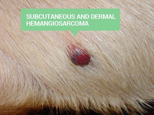 Dog Skin Cancer: Natural Options That Work - dog skin conditions