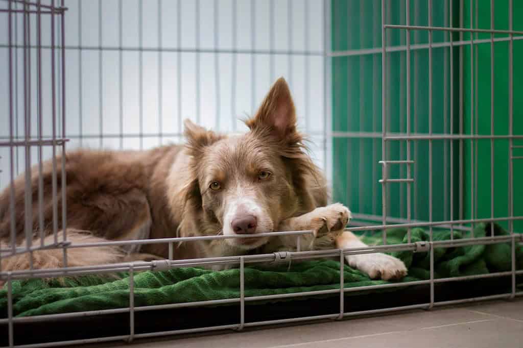 Best Outdoor Dog Kennel Options for Your Pet, What is a Dog Kennel?