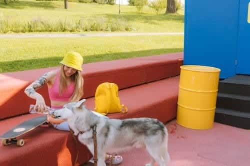 Best Pet Boarding Options for Your Furry Friend
