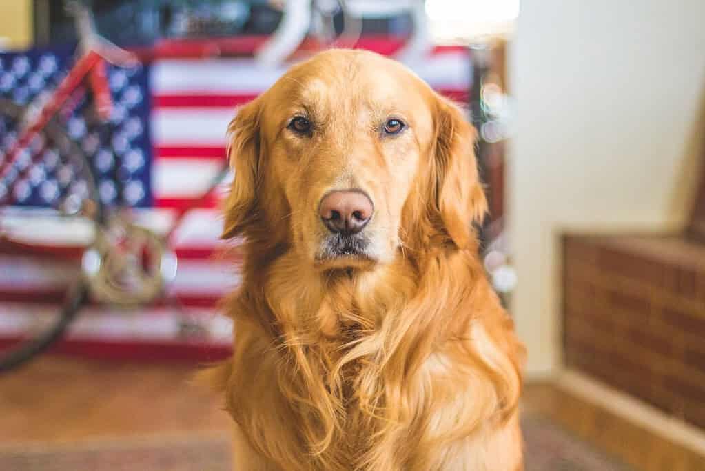 Dog Boarding for Unneutered Dogs: What You Need to Know