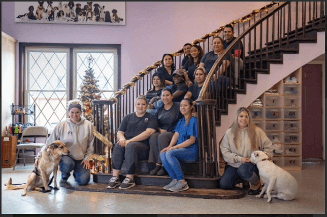 Dog Daycare for Unneutered Dogs: Everything You Need to Know, Pet Grooming School in Houston